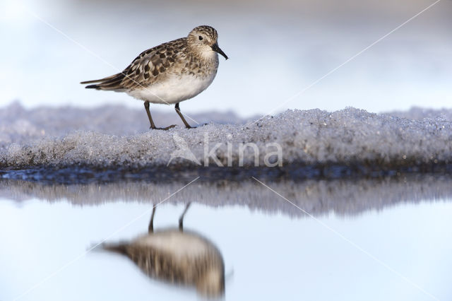 Baird's Sandpiper (Calidris bairdii)