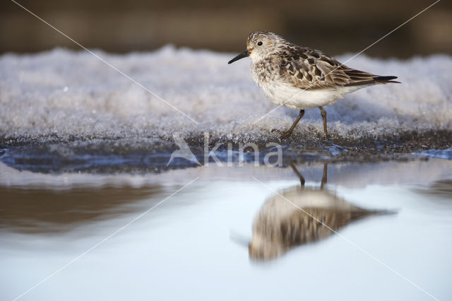 Bairds Strandloper (Calidris bairdii)