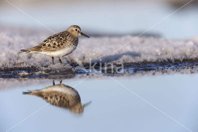 Bairds Strandloper (Calidris bairdii)