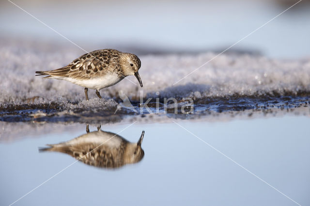 Bairds Strandloper (Calidris bairdii)