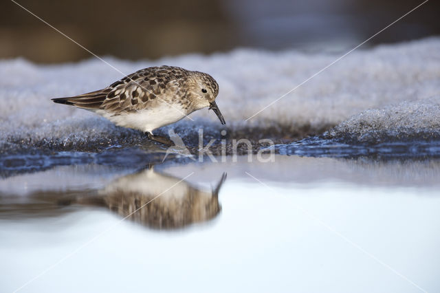Bairds Strandloper (Calidris bairdii)