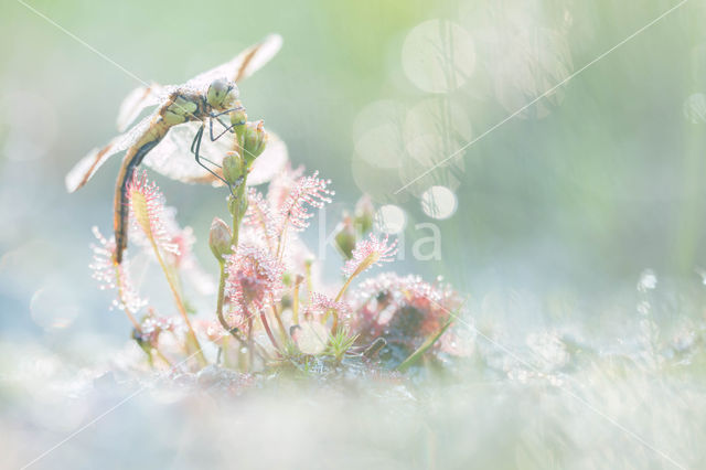 band-winged dragonfly (Sympetrum pedemontanum)