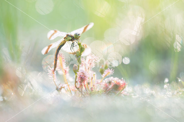 band-winged dragonfly (Sympetrum pedemontanum)