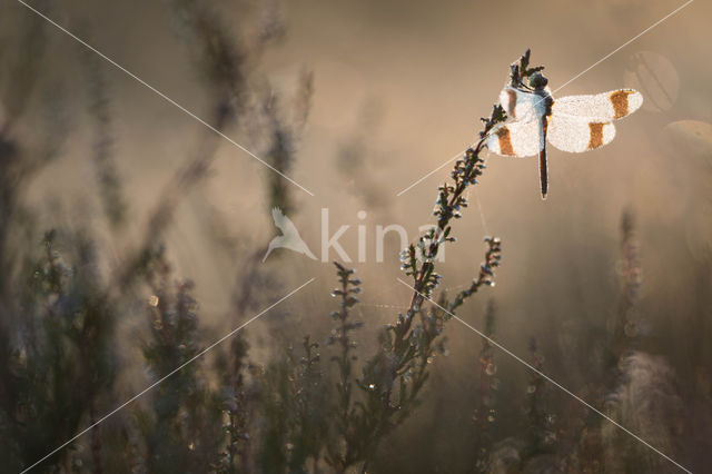 band-winged dragonfly (Sympetrum pedemontanum)