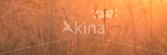 band-winged dragonfly (Sympetrum pedemontanum)