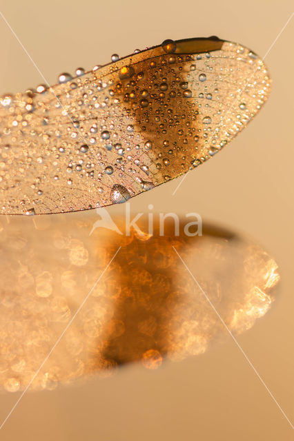 band-winged dragonfly (Sympetrum pedemontanum)