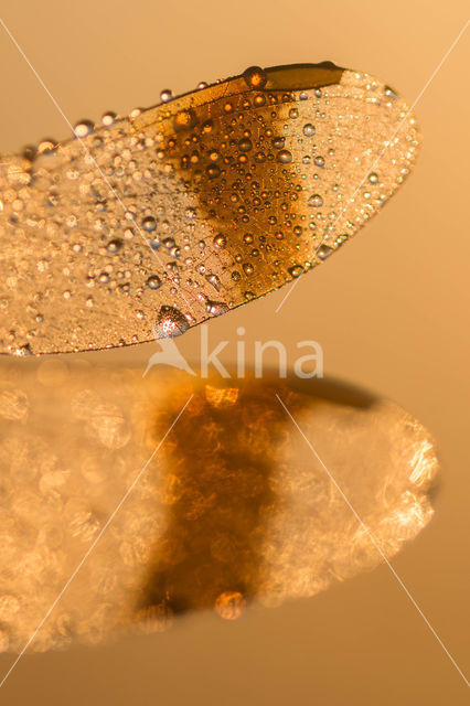 band-winged dragonfly (Sympetrum pedemontanum)