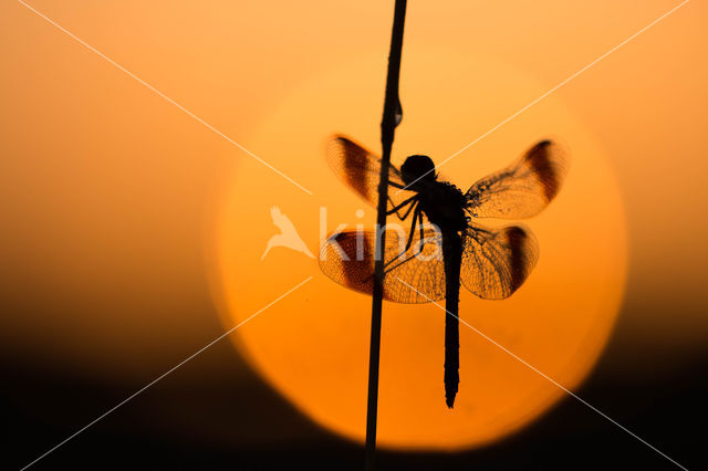 band-winged dragonfly (Sympetrum pedemontanum)