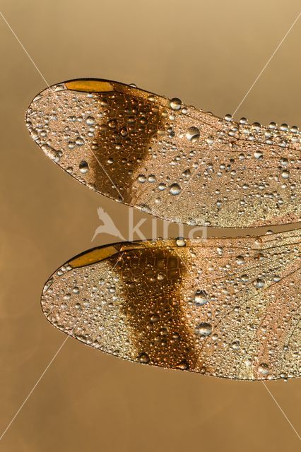 band-winged dragonfly (Sympetrum pedemontanum)