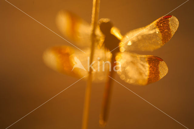 band-winged dragonfly (Sympetrum pedemontanum)