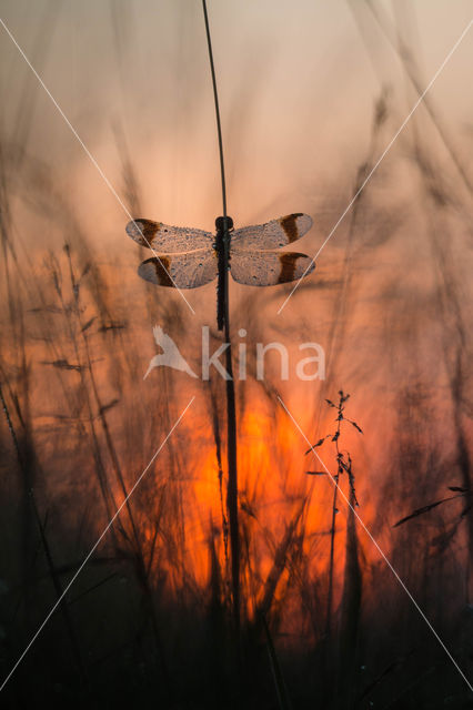 band-winged dragonfly (Sympetrum pedemontanum)