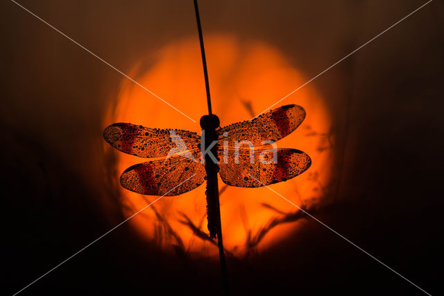 band-winged dragonfly (Sympetrum pedemontanum)