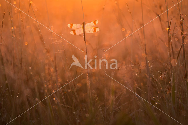 band-winged dragonfly (Sympetrum pedemontanum)