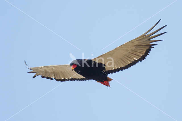 Bateleur (Terathopius ecaudatus)