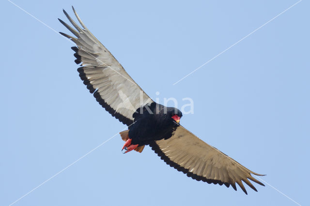 Bateleur (Terathopius ecaudatus)