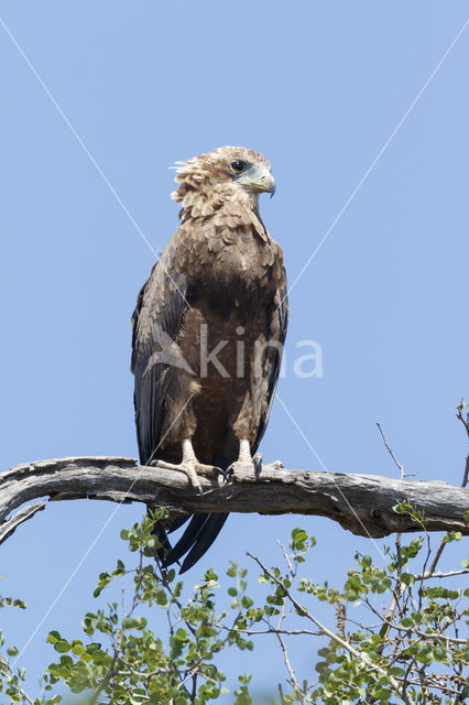 Bateleur (Terathopius ecaudatus)