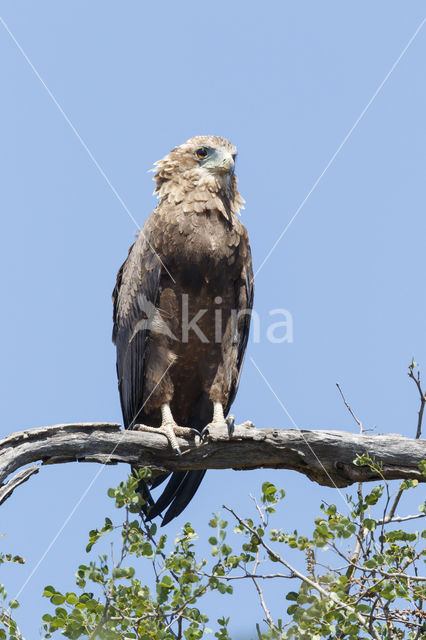 Bateleur