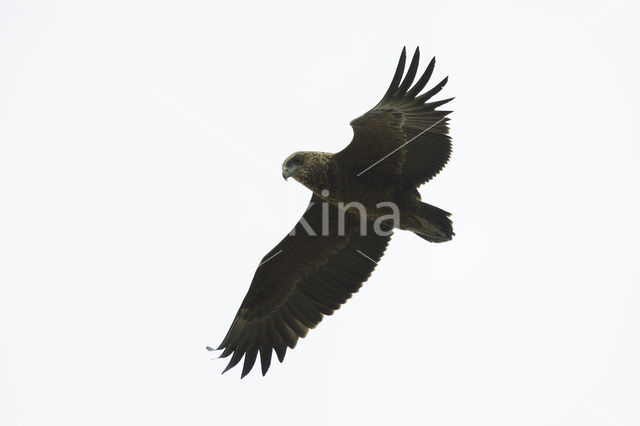 Bateleur (Terathopius ecaudatus)