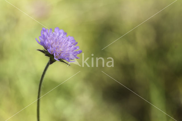 Field Scabious (Knautia arvensis)