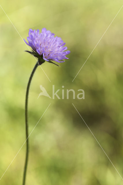 Field Scabious (Knautia arvensis)