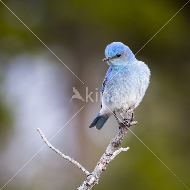 Mountain Bluebird (Sialia currucoides)