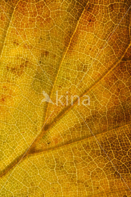 Beech (Fagus sylvatica)