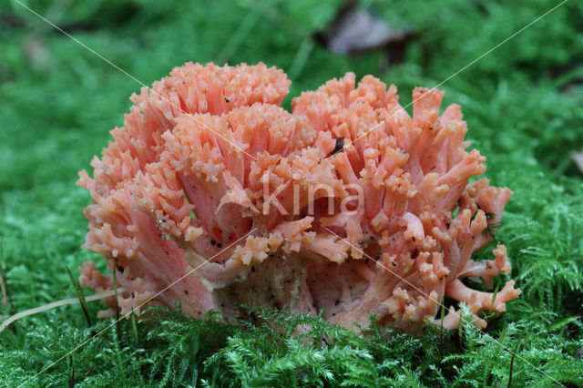 Beukekoraalzwam (Ramaria fagetorum)