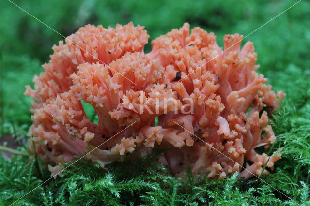 Ramaria fagetorum