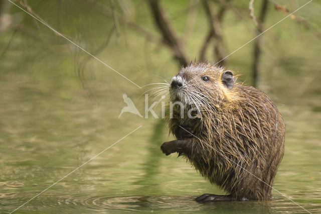 Beverrat (Myocastor coypus)