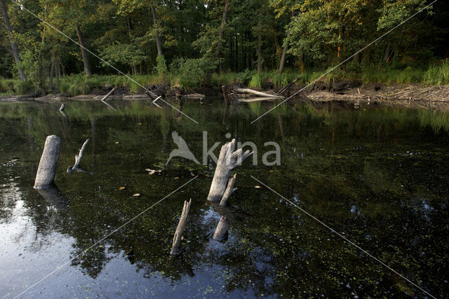 Biebrza National Park