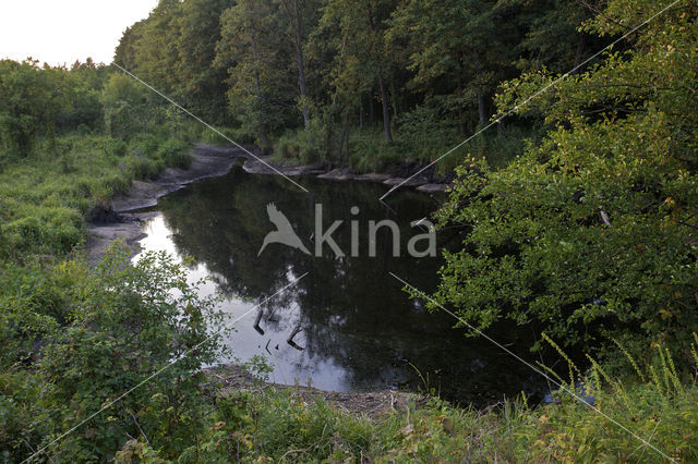 beaver lodge