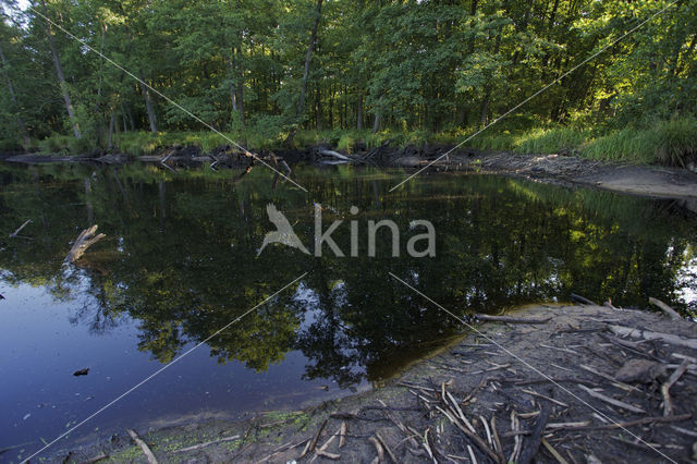 beaver lodge