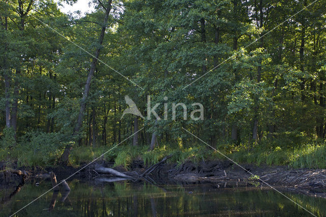 beaver lodge