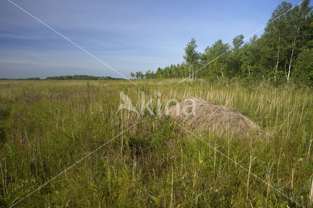 Biebrza National Park