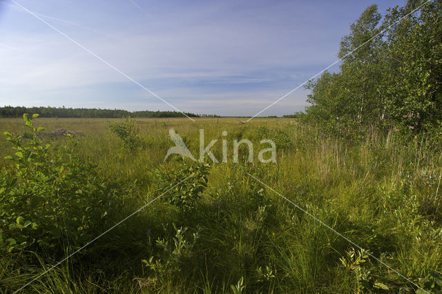 Biebrza National Park