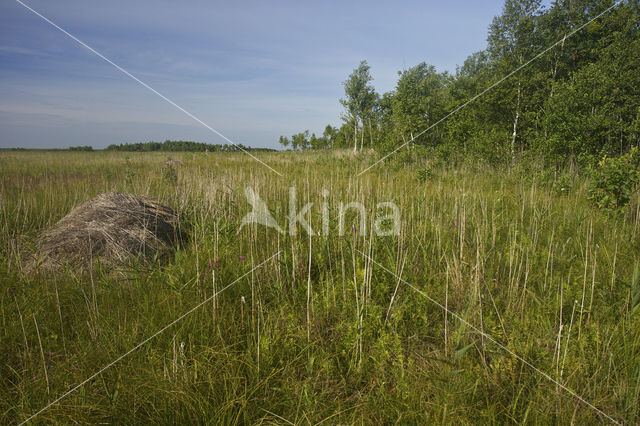 Biebrza National Park