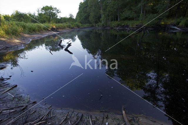 beaver lodge