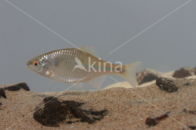 Bitterling (Rhodeus amarus)