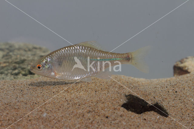 Bitterling (Rhodeus amarus)