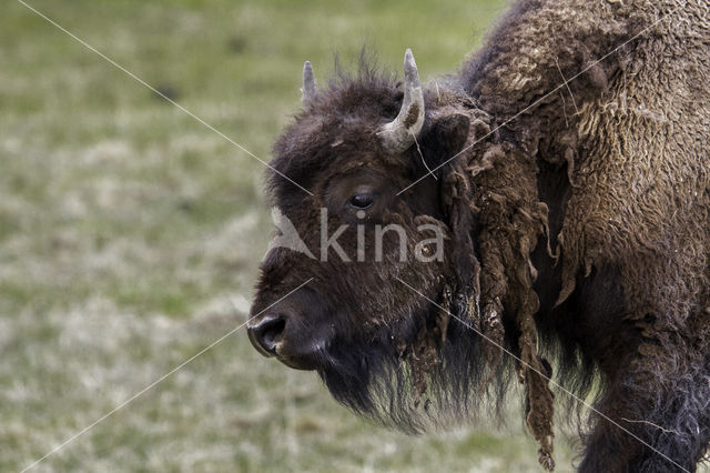 Bizon (Bison bison)