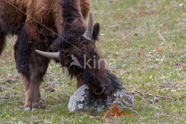 Buffalo (Bison bison)