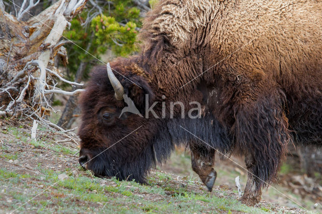 Buffalo (Bison bison)