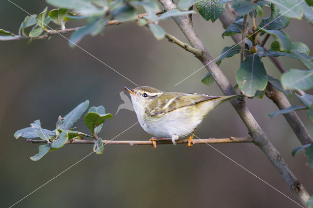 Bladkoning (Phylloscopus inornatus)