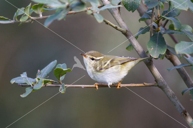 Inornate Warbler (Phylloscopus inornatus)