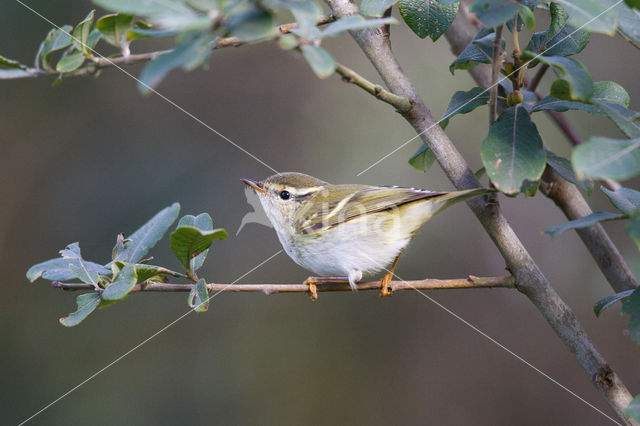 Inornate Warbler (Phylloscopus inornatus)