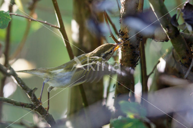 Inornate Warbler (Phylloscopus inornatus)