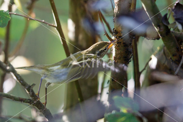 Bladkoning (Phylloscopus inornatus)