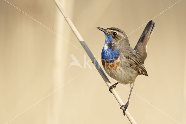 Blauwborst (Luscinia svecica)