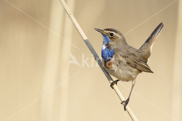 Blauwborst (Luscinia svecica)