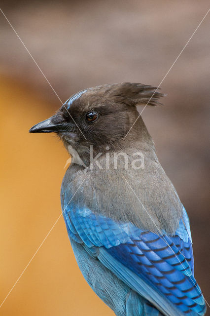 Blauwe Gaai (Cyanocitta cristata)